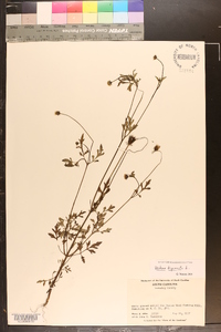 Bidens bipinnata image