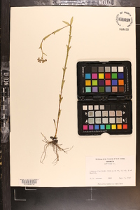 Mitreola sessilifolia image