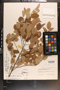 Amelanchier stolonifera image