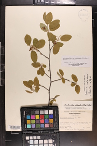 Amelanchier canadensis image