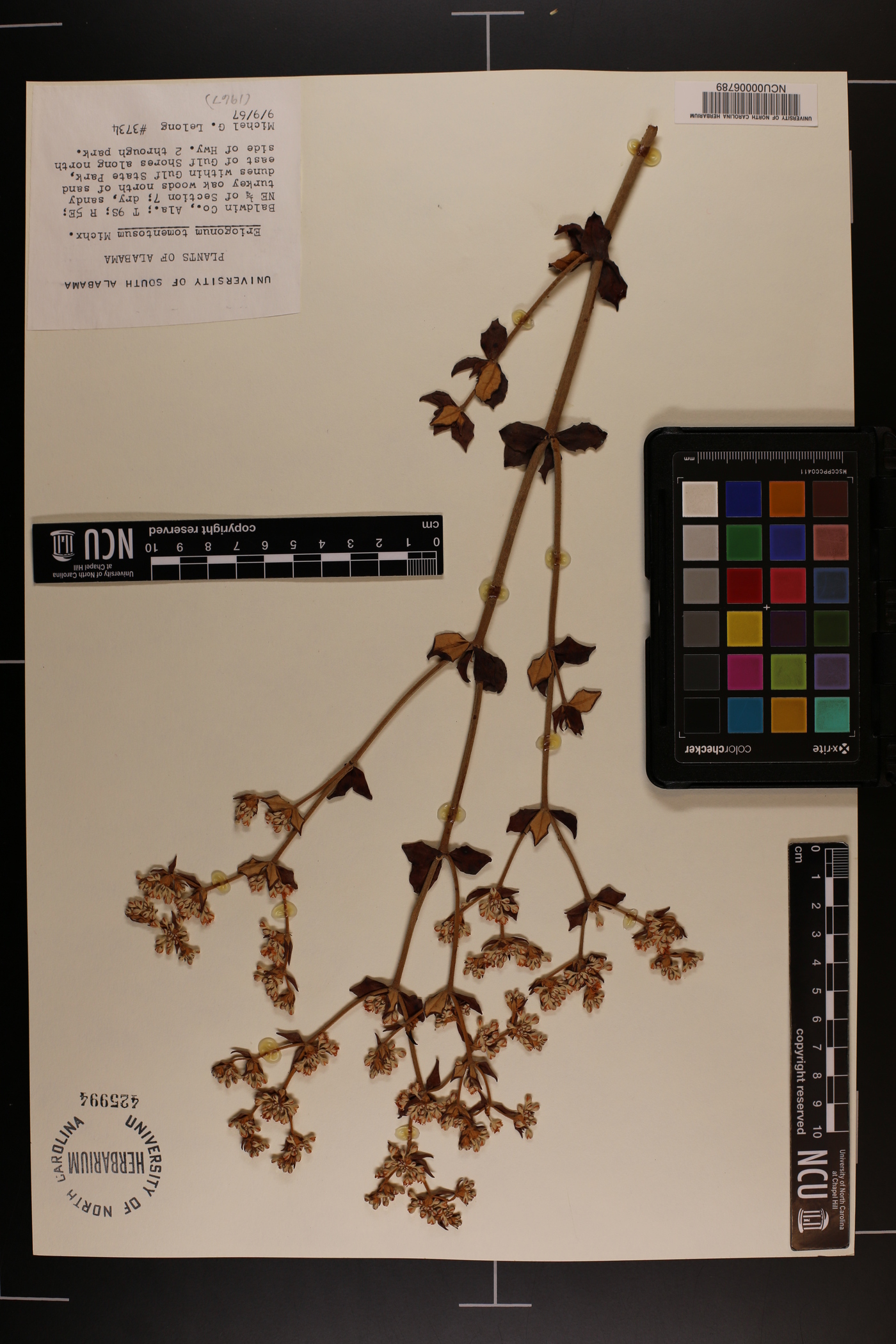 Eriogonum tomentosum image