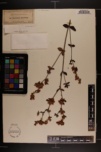 Eriogonum tomentosum image