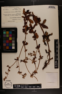 Eriogonum tomentosum image