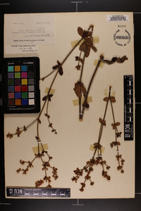 Eriogonum tomentosum image