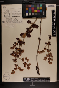 Eriogonum tomentosum image