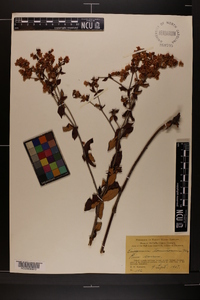 Eriogonum tomentosum image