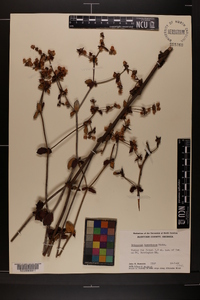 Eriogonum tomentosum image