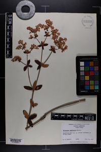 Eriogonum tomentosum image