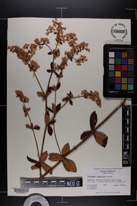 Eriogonum tomentosum image