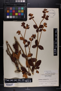 Eriogonum tomentosum image