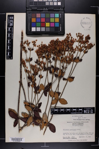 Eriogonum tomentosum image