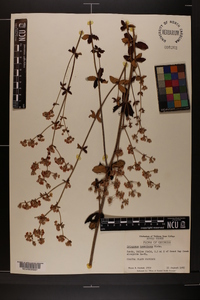 Eriogonum tomentosum image