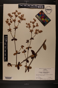 Eriogonum tomentosum image