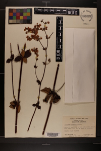 Eriogonum tomentosum image