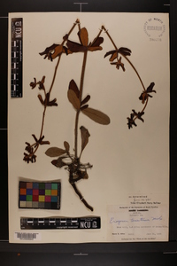 Eriogonum tomentosum image