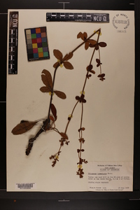 Eriogonum tomentosum image