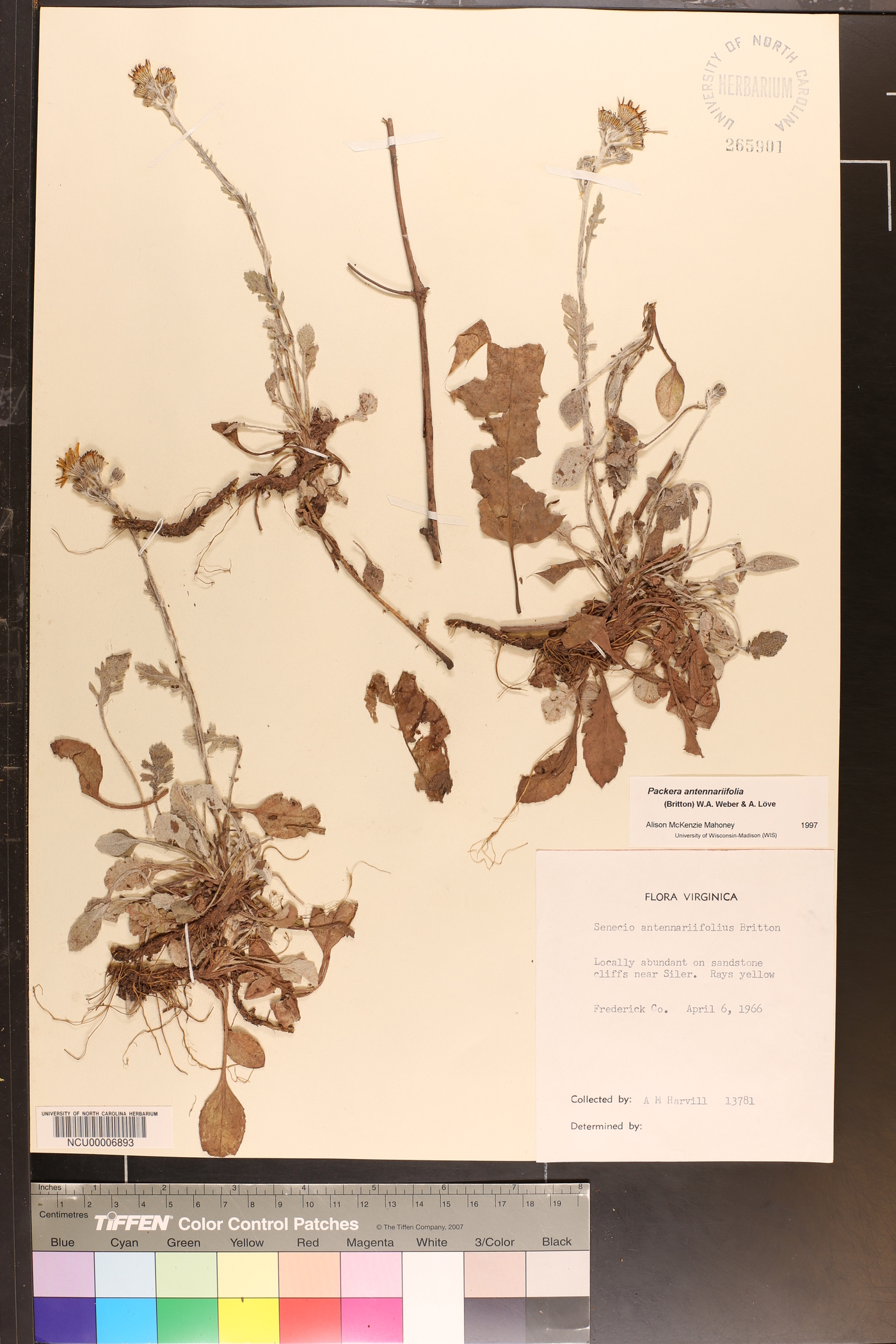 Packera antennariifolia image
