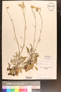 Packera antennariifolia image