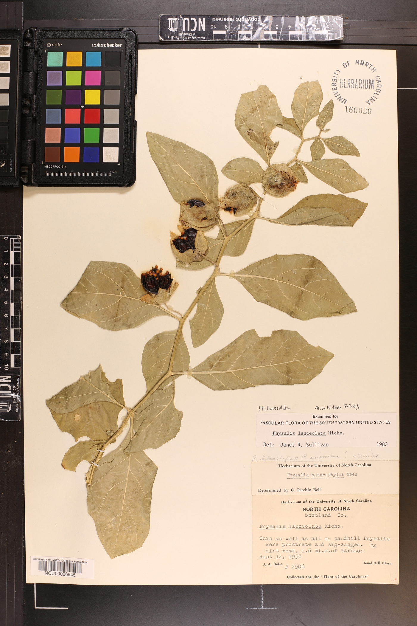 Physalis lanceolata image
