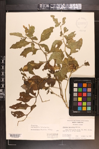 Physalis lanceolata image