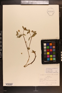 Stellaria pubera image
