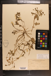 Stellaria pubera image
