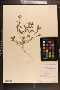 Stellaria pubera image