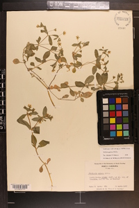 Stellaria pubera image