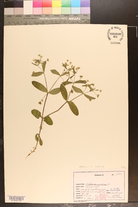 Stellaria pubera image