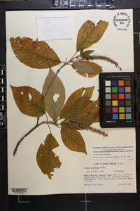 Clethra acuminata image