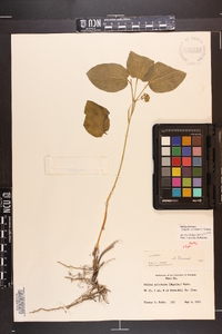 Smilax ecirrhata image