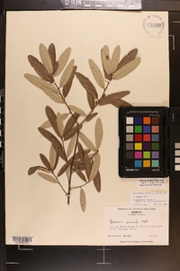 Quercus pumila image