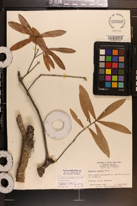 Quercus pumila image