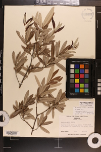 Quercus pumila image