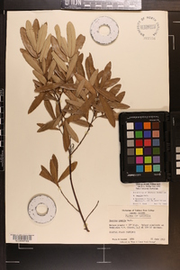 Quercus pumila image