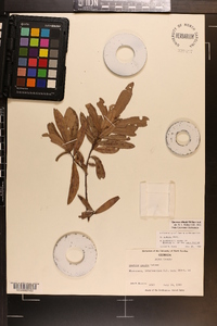 Quercus pumila image