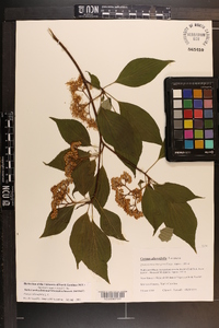 Cornus alternifolia image