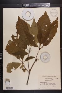 Quercus montana image