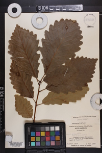 Quercus montana image