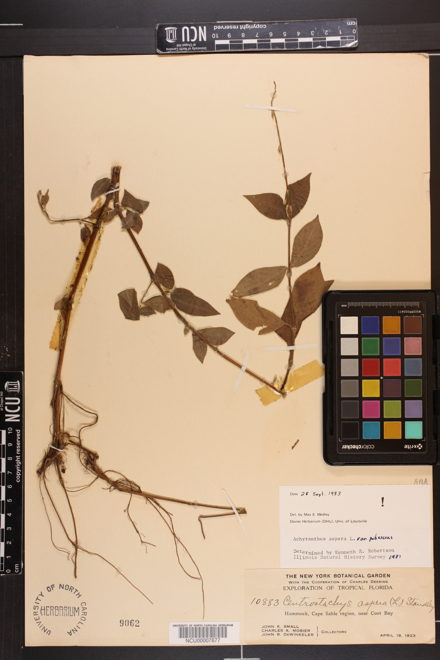 Achyranthes aspera var. pubescens image