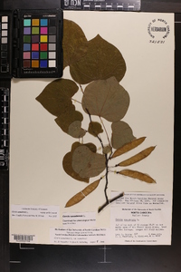 Cercis canadensis var. canadensis image