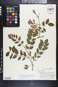 Robinia hispida image