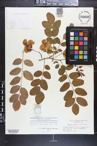 Robinia hispida var. kelseyi image