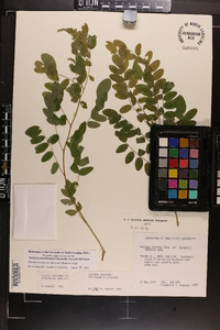 Robinia hartwigii image