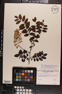 Robinia hartwigii image