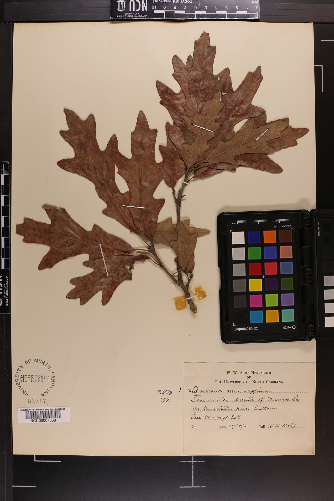 Quercus mississippiensis image