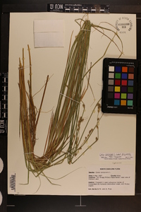 Carex canescens subsp. disjuncta image