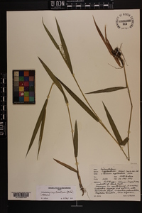 Panicum scabriusculum image