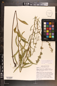 Salvia azurea image