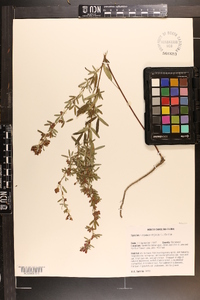 Lespedeza virginica image